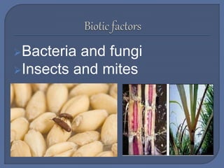 Bacteria and fungi
Insects and mites
 