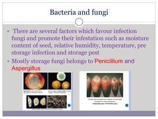 Bacteria and fungi
 There are several factors which favour infection
fungi and promote their infestation such as moisture
content of seed, relative humidity, temperature, pre
storage infection and storage pest
 Mostly storage fungi belongs to Penicillium and
Aspergillus
 