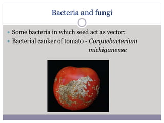 Bacteria and fungi
 Some bacteria in which seed act as vector:
 Bacterial canker of tomato - Corynebacterium
michiganense
 