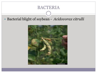 BACTERIA
 Bacterial blight of soybean - Acidovorax citrulli
 