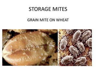 STORAGE MITES
GRAIN MITE ON WHEAT
 
