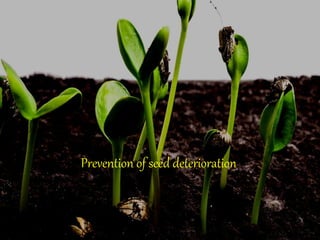 Prevention of seed deterioration
 