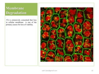 Membrane
Degradation
It is extensively consented that loss
in cellular membrane is one of the
primary causes for loss of viability.
sakil.iubat@gmail.com 10
 