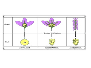 Seed development and fruit growth, biochemistry and molecular biology.pptx