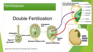 Fertilization
Department of Seed Science & Technology, TNAU, Coimbatore
 