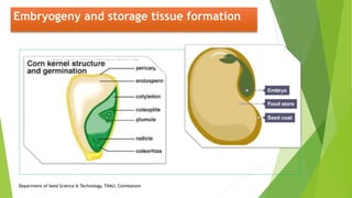Embryogeny and storage tissue formation
Department of Seed Science & Technology, TNAU, Coimbatore
 
