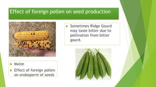 Effect of foreign pollen on seed production
 Maize
 Effect of foreign pollen
on endosperm of seeds
 Sometimes Ridge Gourd
may taste bitter due to
pollination from bitter
gourd.
 