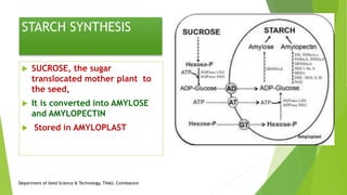 STARCH SYNTHESIS
 SUCROSE, the sugar
translocated mother plant to
the seed,
 It is converted into AMYLOSE
and AMYLOPECTIN
 Stored in AMYLOPLAST
Department of Seed Science & Technology, TNAU, Coimbatore
 
