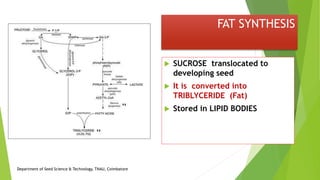 FAT SYNTHESIS
 SUCROSE translocated to
developing seed
 It is converted into
TRIBLYCERIDE (Fat)
 Stored in LIPID BODIES
Department of Seed Science & Technology, TNAU, Coimbatore
 