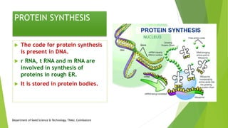 PROTEIN SYNTHESIS
 The code for protein synthesis
is present in DNA.
 r RNA, t RNA and m RNA are
involved in synthesis of
proteins in rough ER.
 It is stored in protein bodies.
Department of Seed Science & Technology, TNAU, Coimbatore
 