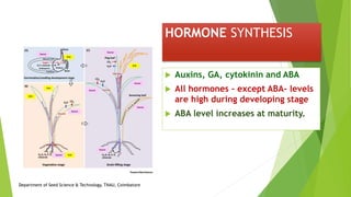HORMONE SYNTHESIS
 Auxins, GA, cytokinin and ABA
 All hormones – except ABA- levels
are high during developing stage
 ABA level increases at maturity.
Department of Seed Science & Technology, TNAU, Coimbatore
 