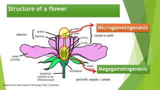 Structure of a flower
Megagametogenesis
Microgametogenesis
Department of Seed Science & Technology, TNAU, Coimbatore
 