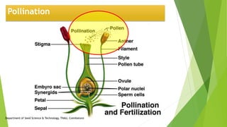 Pollination
Department of Seed Science & Technology, TNAU, Coimbatore
 