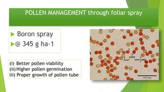 POLLEN MANAGEMENT through foliar spray
 Boron spray
@ 345 g ha-1
(i) Better pollen viability
(ii)Higher pollen germination
iii) Proper growth of pollen tube
 