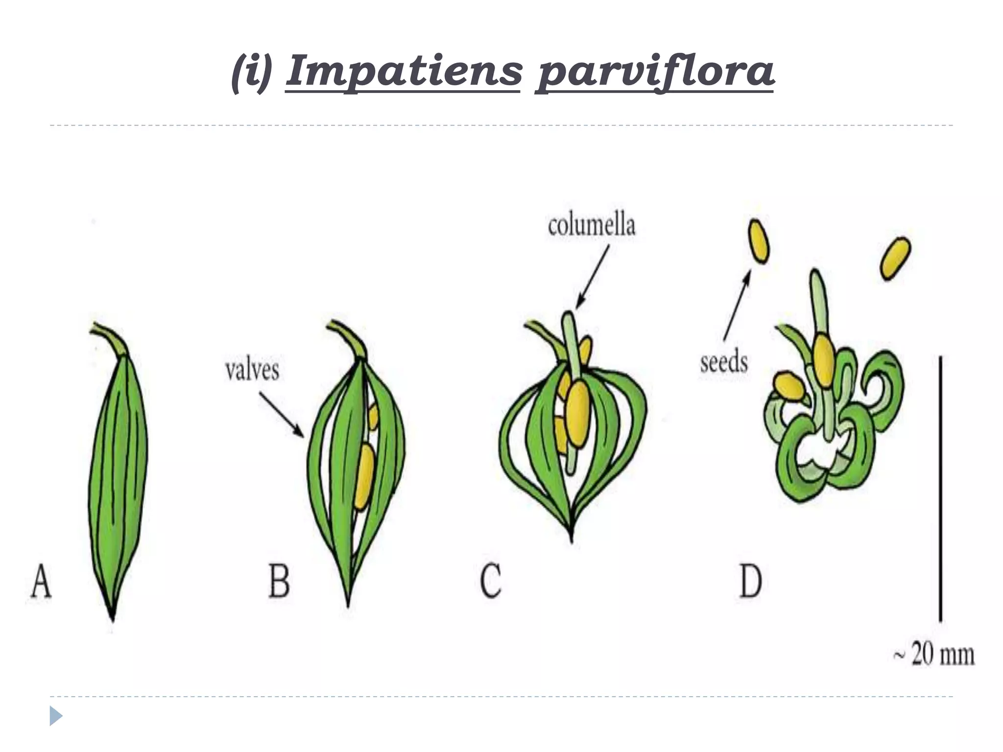 Seed Dispersal (Reproductive Biology of Angiosperms) | PPTX