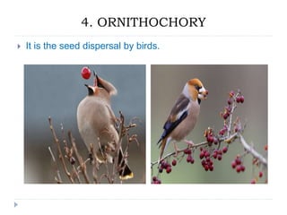 Seed Dispersal (Reproductive Biology of Angiosperms) | PPTX
