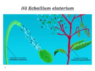 Seed Dispersal (Reproductive Biology of Angiosperms) | PPTX