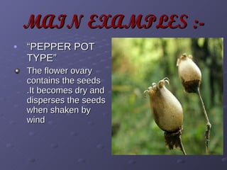 MAIN EXAMPLES :- “ PEPPER POT TYPE” The flower ovary contains the seeds .It becomes dry and disperses the seeds when shaken by wind 