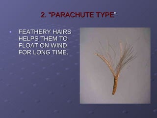 2. “PARACHUTE   TYPE ” FEATHERY HAIRS HELPS THEM TO FLOAT ON WIND FOR LONG TIME. 