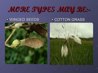 MORE TYPES MAY BE:- WINGED SEEDS COTTON GRASS 