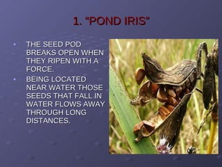 1. “POND IRIS” THE SEED POD BREAKS OPEN WHEN THEY RIPEN WITH A FORCE. BEING LOCATED NEAR WATER THOSE SEEDS THAT FALL IN WATER FLOWS AWAY THROUGH LONG DISTANCES. 