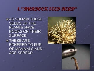 1. “BURDOCK SEED HEAD” AS SHOWN THESE SEEDS OF THE PLANTS HAVE HOOKS ON THEIR SURFACE. THESE ARE EDHERED TO FUR OF MAMMALS AND ARE SPREAD . 