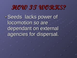 HOW IT WORKS? Seeds  lacks power of locomotion so are dependant on external agencies for dispersal. 