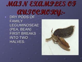 MAIN EXAMPLES OF AUTOCHORY:- DRY PODS OF FAMILY LEGUMINOSEAE (PEA, BEAN) FIRST BREAKS INTO TWO HALVES. 