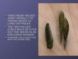 THEN THESE HALVES TWIST SPIRALLY TO THROW SEEDS TO LONG DISTANCES THE TWO HALVES CURLS BACK ND FLICK OUT THE SEEDS IN AN EXPLOSIVE MANNER. (COMPARE THE CURLED POD WITH THE ENTIRE ONE) 