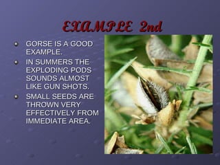 EXAMPLE  2nd GORSE IS A GOOD EXAMPLE. IN SUMMERS THE EXPLODING PODS SOUNDS ALMOST LIKE GUN SHOTS. SMALL SEEDS ARE THROWN VERY EFFECTIVELY FROM IMMEDIATE AREA. 