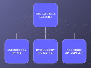 THE EXTERNAL AGENCIES ANEMOCHORY (BY AIR) HYDROCHORY (BY WATER) ZOOCHORY (BY ANIMALS) 