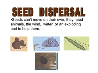 SEED  DISPERSAL Seeds can’t move on their own, they need animals, the wind,  water  or an exploding pod to help them. 