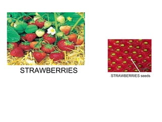 STRAWBERRIES STRAWBERRIES seeds 