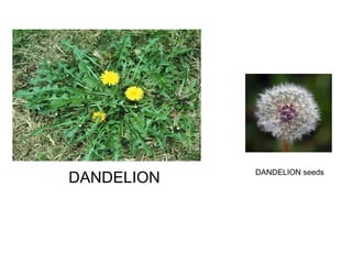 DANDELION DANDELION seeds 