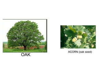 ACORN (oak seed) OAK 
