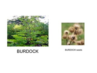 BURDOCK BURDOCK seeds 