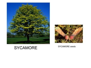 SYCAMORE SYCAMORE seeds 