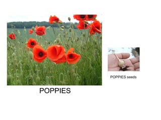 POPPIES POPPIES seeds 