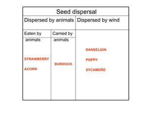 Seed dispersal Dispersed by animals Dispersed by wind Eaten by  animals STRAWBERRY ACORN Carried by animals BURDOCK DANDELION POPPY SYCAMORE 