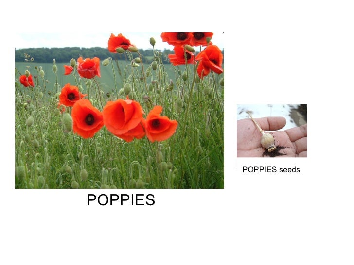 How seeds are dispersed