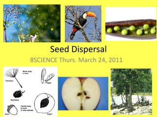 Seed Dispersal 8SCIENCE Thurs. March 24, 2011 