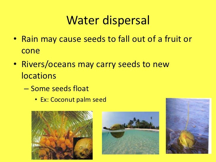Seed dispersal
