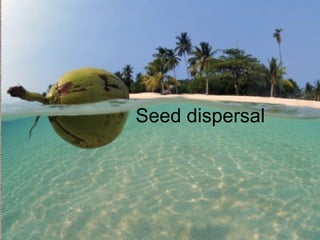 Seed dispersal
 