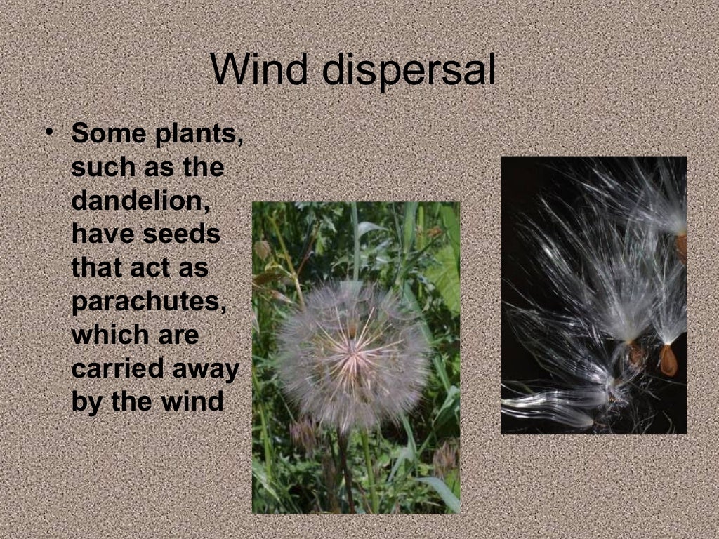Seed dispersal