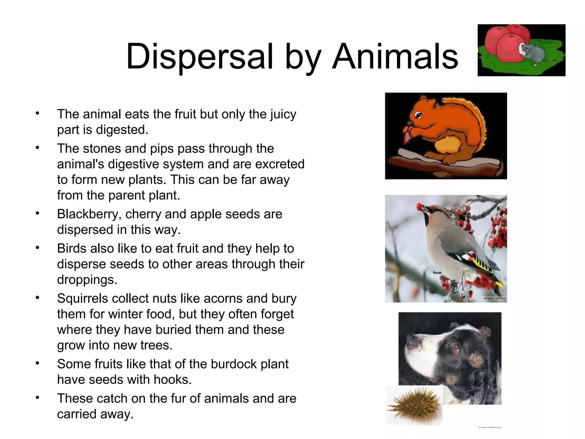 Dispersal by Animals
• The animal eats the fruit but only the juicy
part is digested.
• The stones and pips pass through the
animal's digestive system and are excreted
to form new plants. This can be far away
from the parent plant.
• Blackberry, cherry and apple seeds are
dispersed in this way.
• Birds also like to eat fruit and they help to
disperse seeds to other areas through their
droppings.
• Squirrels collect nuts like acorns and bury
them for winter food, but they often forget
where they have buried them and these
grow into new trees.
• Some fruits like that of the burdock plant
have seeds with hooks.
• These catch on the fur of animals and are
carried away.
 