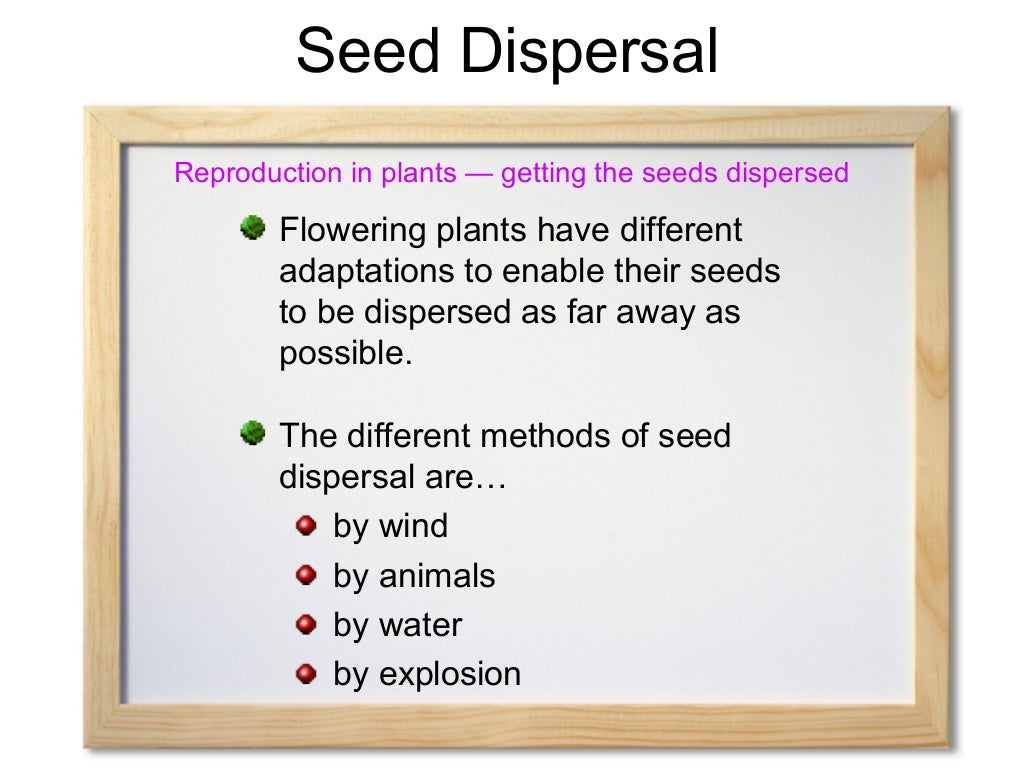 Seed dispersal