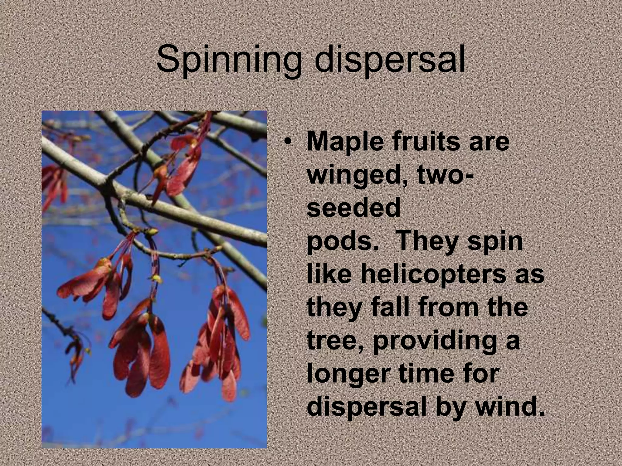 Spinning dispersal
• Maple fruits are
winged, two-
seeded
pods. They spin
like helicopters as
they fall from the
tree, providing a
longer time for
dispersal by wind.