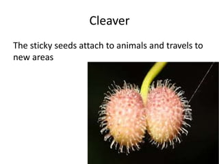 Cleaver
The sticky seeds attach to animals and travels to
new areas
 