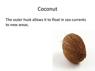 Coconut
The outer husk allows it to float in sea currents
to new areas.
 