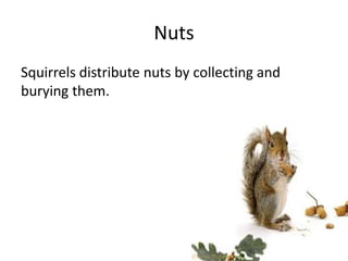 Nuts
Squirrels distribute nuts by collecting and
burying them.
 
